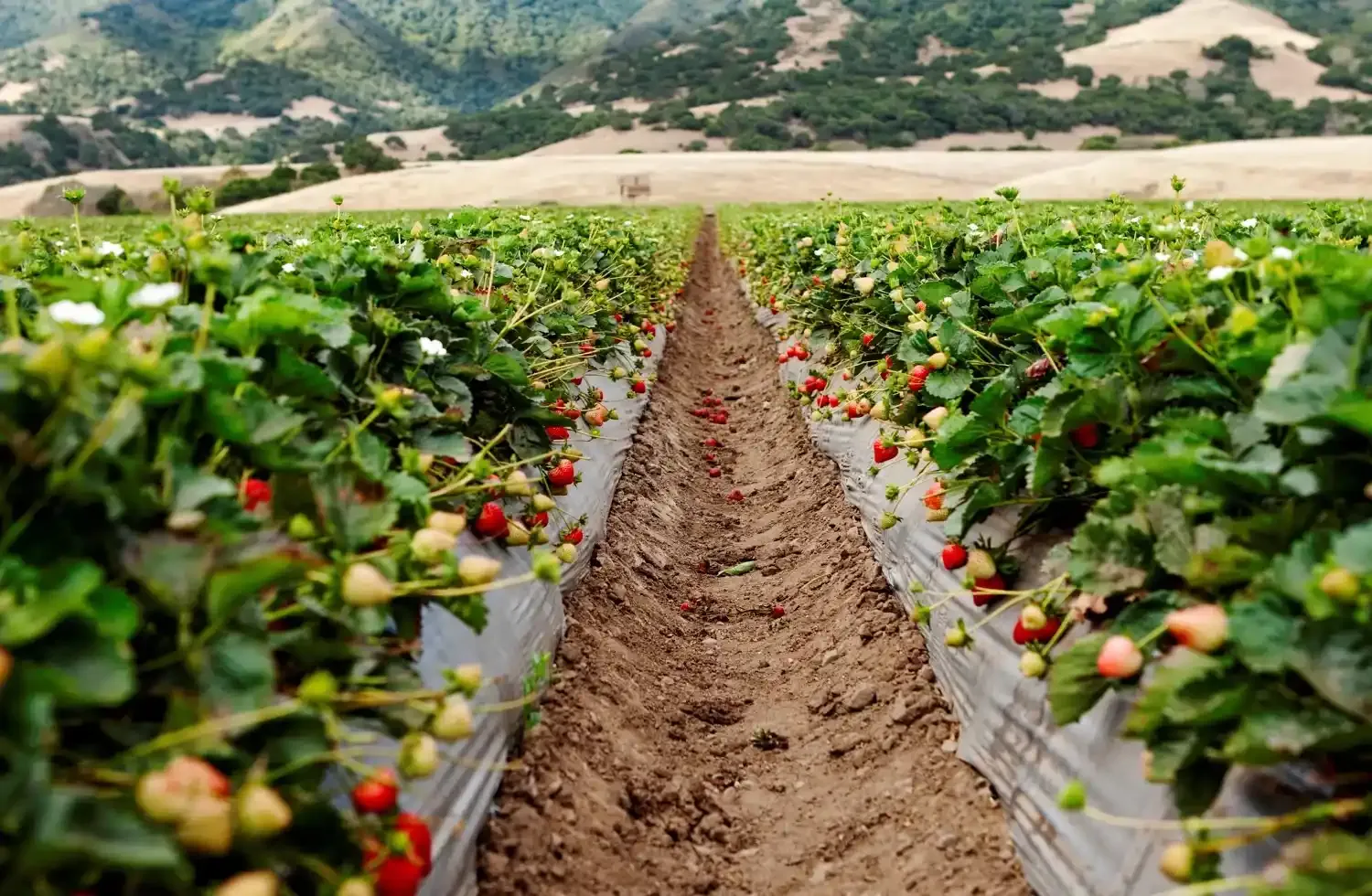 Family enjoying strawberries