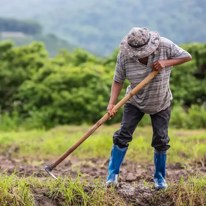 Family enjoying strawberries