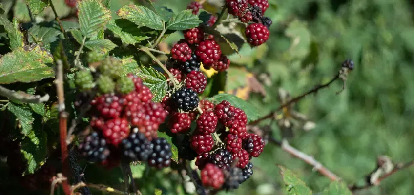 From Farm to Table: How Atayeb Brings Freshness to Your Plate